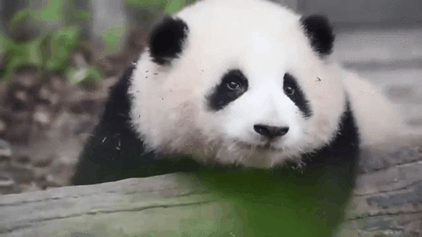 最近很火的熊猫动态壁纸图标