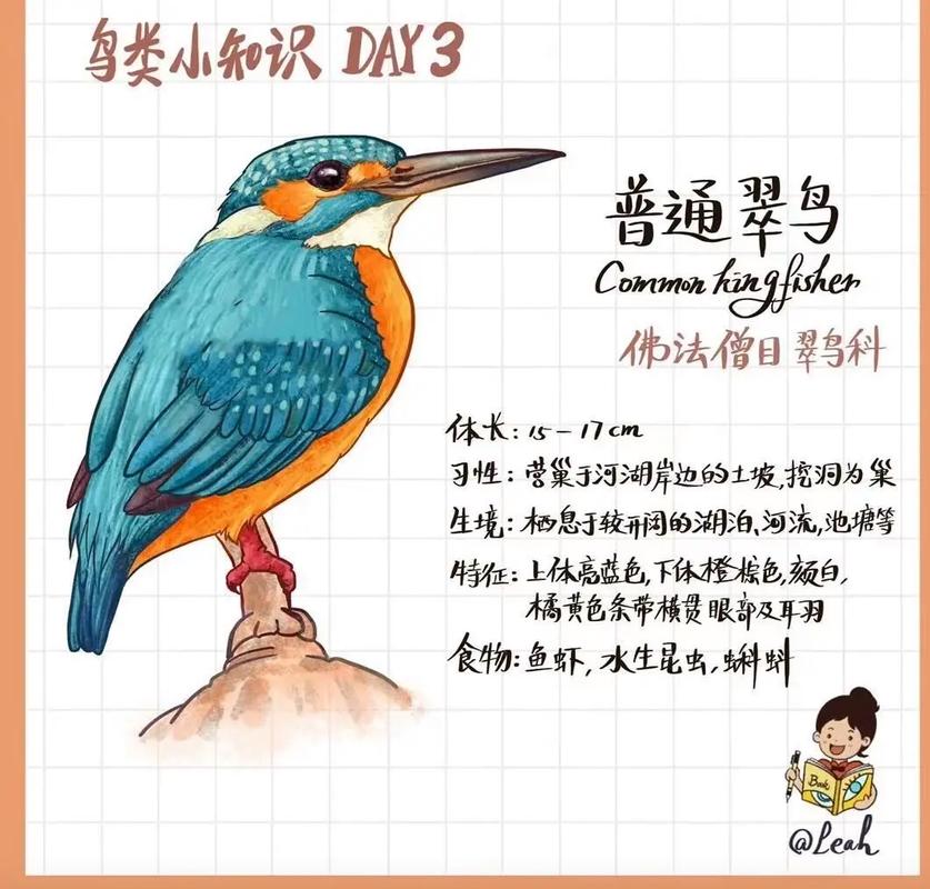 翠鸟阅读理解及答案图标