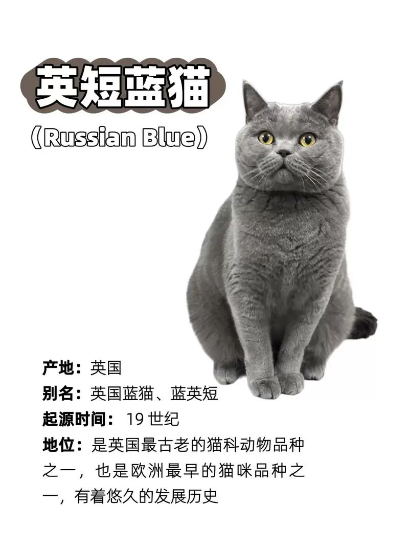 英短猫全称叫什么图标